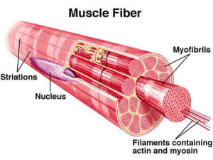 muscle-fiber